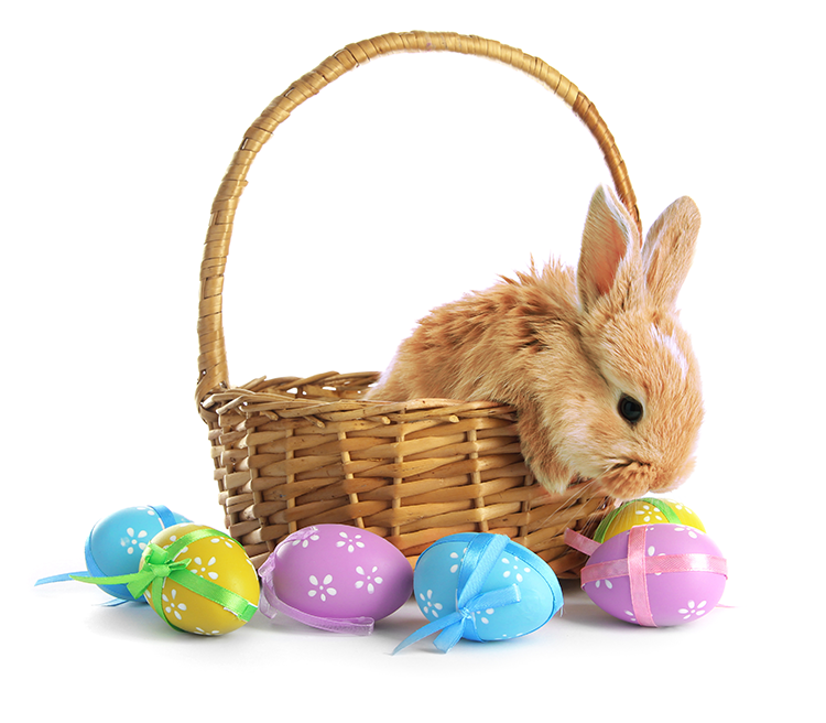 Easter bunny sitting in a wicker basket looking at some Easter Eggs