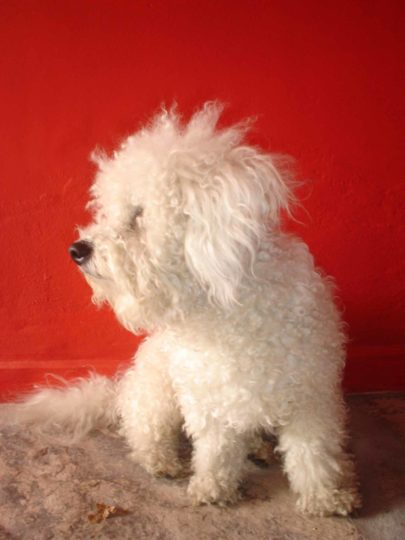 White Poodle on Carpet with Red Background