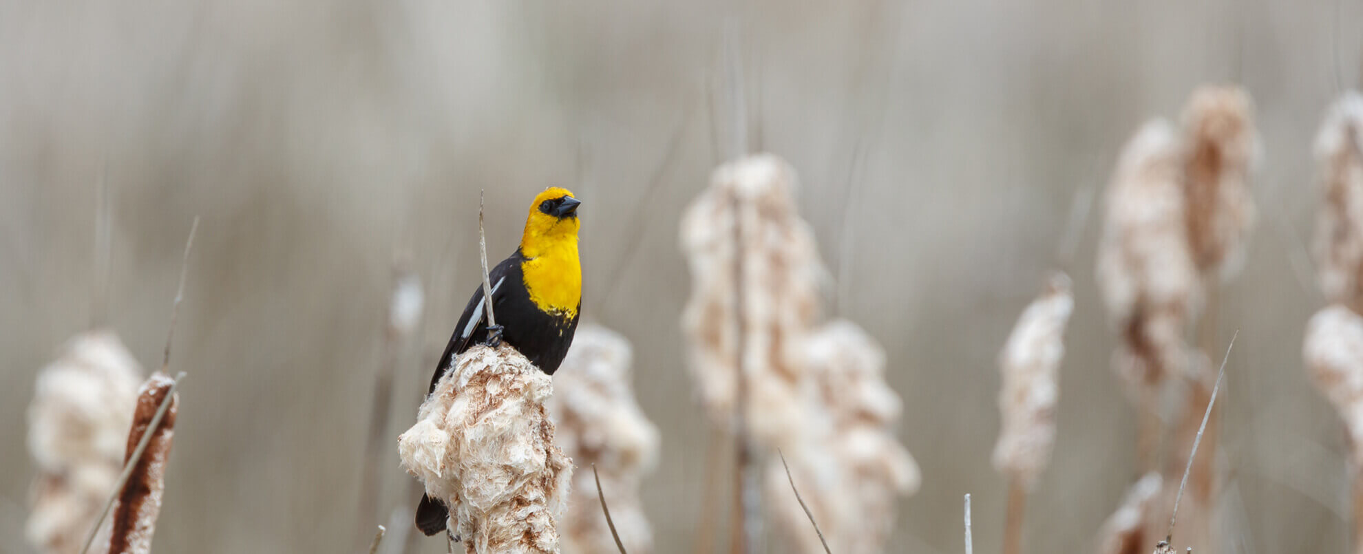 Oxi Fresh Carpet Cleaning Englewood, CO OxiFresh