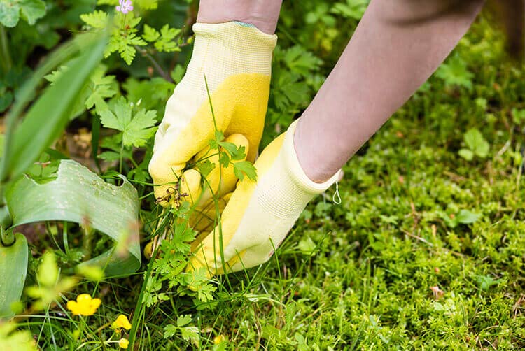 Gardener wearing yellow gloves pulling a creeping vine-like weed