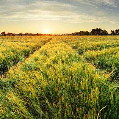 Green Field