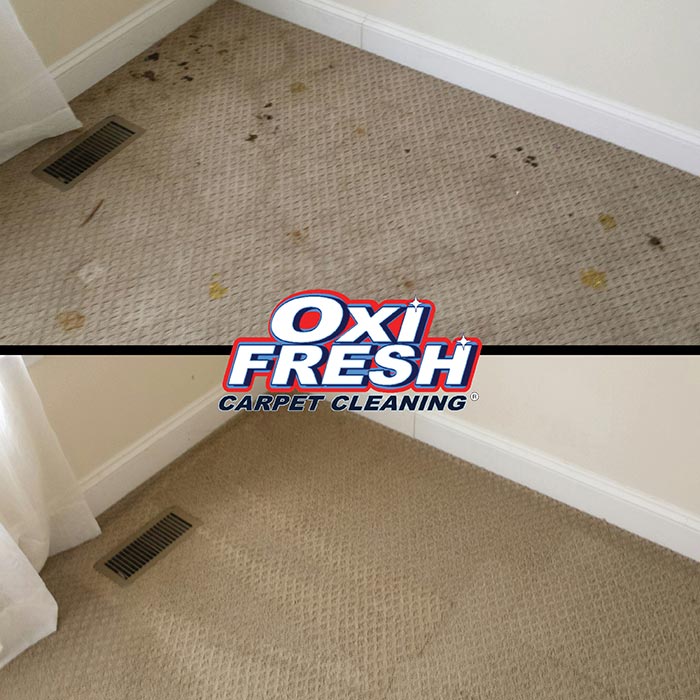 Carpet Cleaning Solution Oxi Fresh