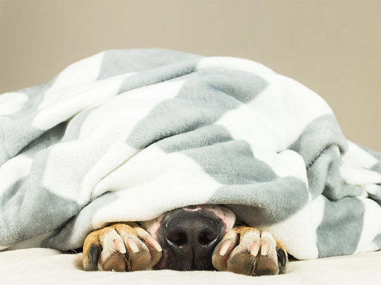 Dog hiding under blanket, with just their front paws and nose visible.