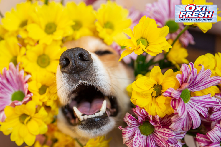 This image shows a dog sticking his snouth through a bouquet of yellow and pink-and-white flowers. The Oxi Fresh logo appears in the upper right corner.
