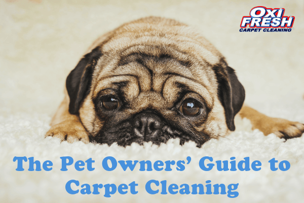 This image features a dog lying on a white carpet with the overlaid words "The Pet Owners' Guide to Carpet Cleaning."