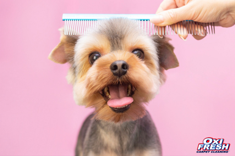 In this image, a dog's head is being brushed with a comb. The dog stands in front of pink background, and the Oxi Fresh logo appears in the bottom right corner.