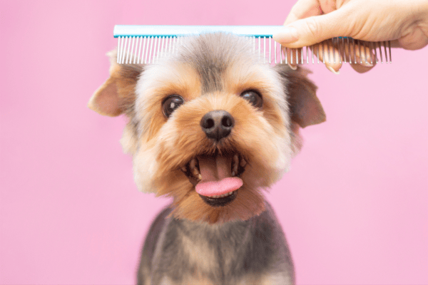 This image shows a puppy getting its hair combed in front of a pink background.