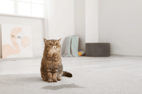 This image shows a cat standing in front of a pet spot on the carpet.