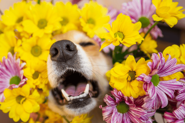 This image shows a dog's snout peeking through a bright and colorful bouquet of flowers.