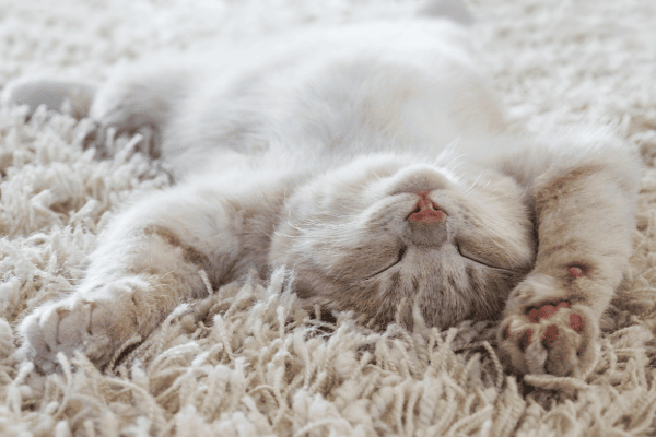 This image shows a white cat lying belly-up on a white shaggy carpet.