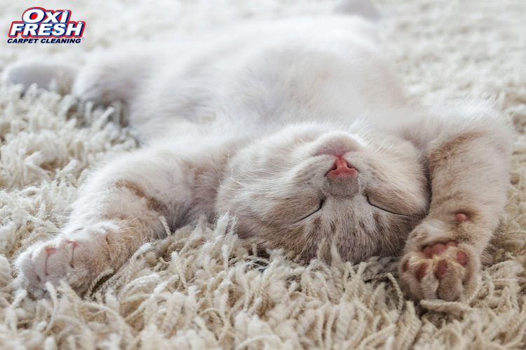 This photo shows a white cat sprawling on their back on a white carpet. The Oxi Fresh logo appears in the upper left corner.