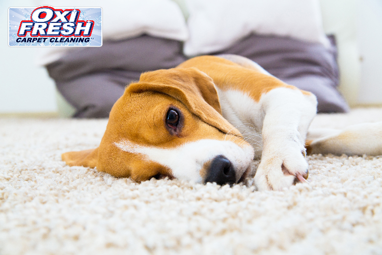 This photo shows a dog lounging on a white carpet in front of a stack of pillows, with the Oxi Fresh logo appearing in the top left corner.