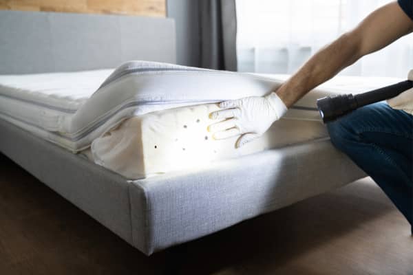 An exterminator wearing gloves inspects a bed bug infestation on a mattress.