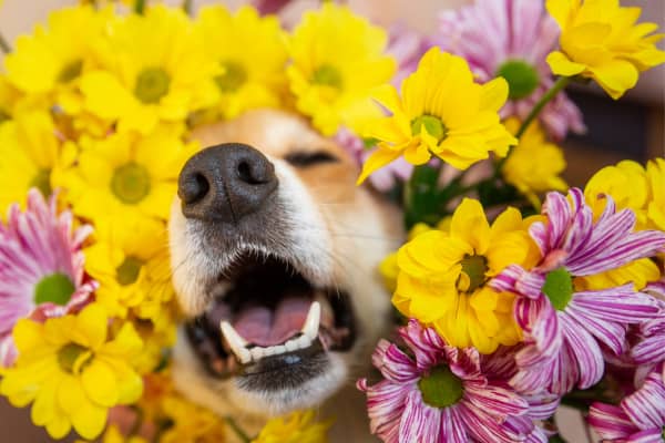 A dog peeks his nose and mouth through a bouquet of flowers.