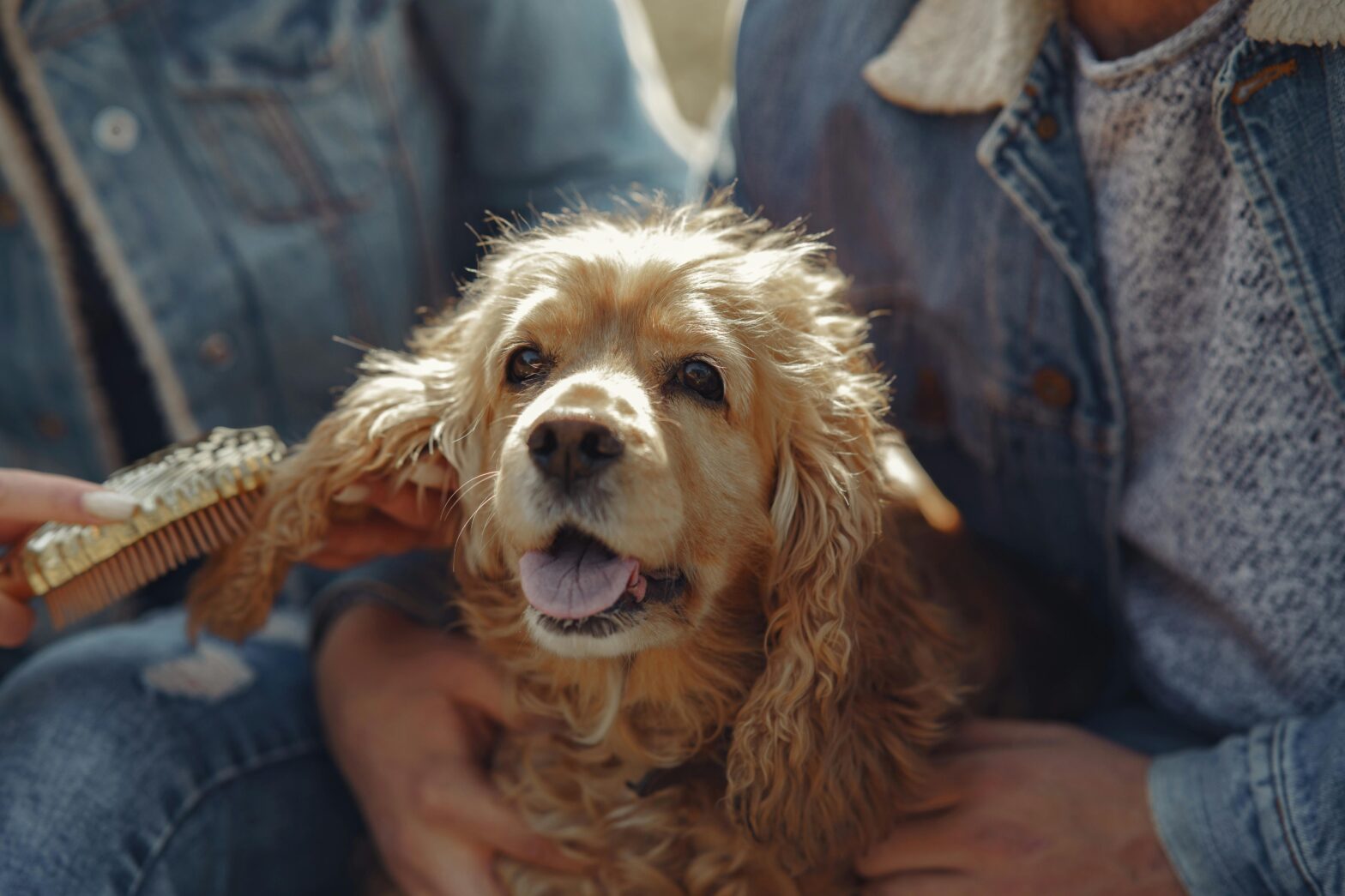 dog in the laps of owners while being brushed